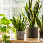 House Plants Improve Home Air Quality