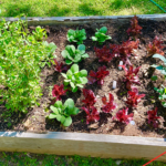 Get Healthier With a Natural Garden