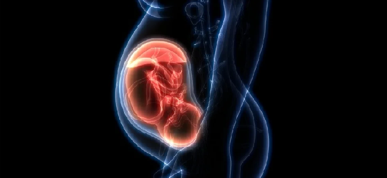 prenatal brain