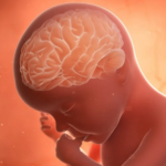 Raising Brain Power Before Birth