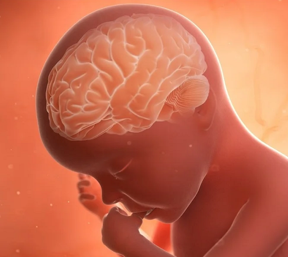 main fetal brain development